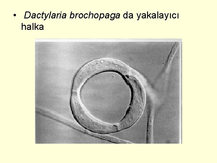  • Dactylaria brochopaga da yakalayıcı halka 