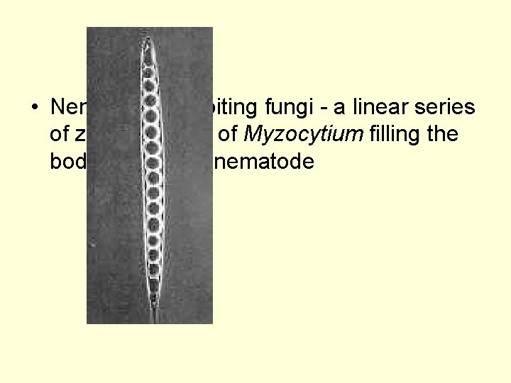  • Nematode-exploiting fungi - a linear series of zoosporangia of Myzocytium filling the