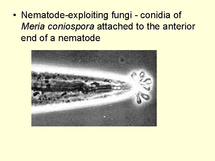  • Nematode-exploiting fungi - conidia of Meria coniospora attached to the anterior end
