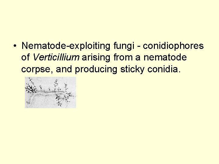  • Nematode-exploiting fungi - conidiophores of Verticillium arising from a nematode corpse, and