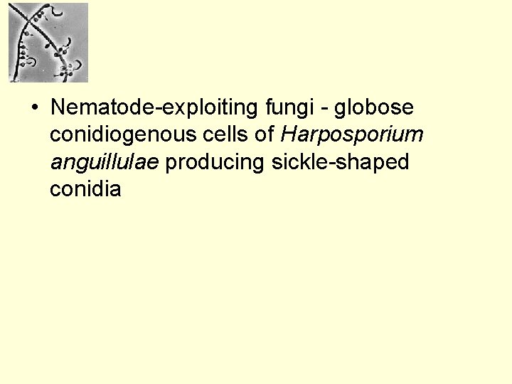  • Nematode-exploiting fungi - globose conidiogenous cells of Harposporium anguillulae producing sickle-shaped conidia