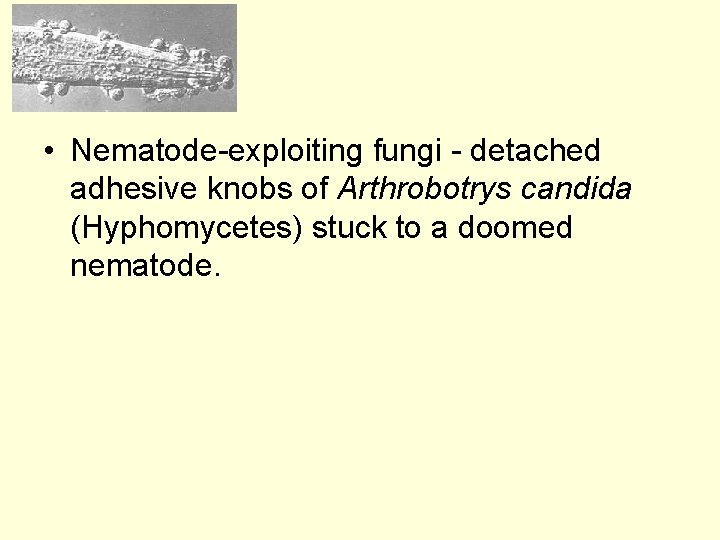  • Nematode-exploiting fungi - detached adhesive knobs of Arthrobotrys candida (Hyphomycetes) stuck to
