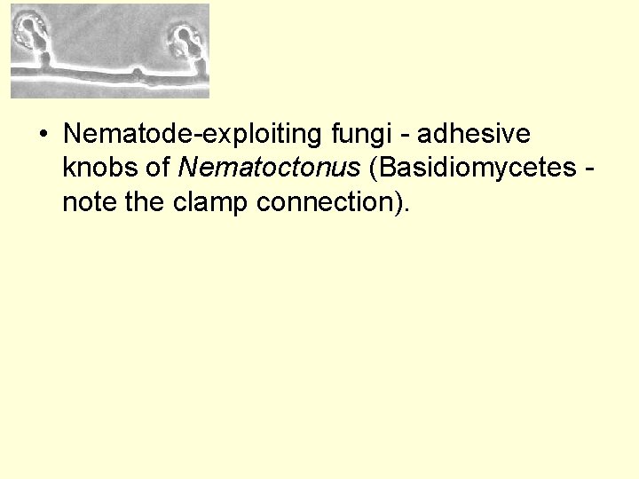  • Nematode-exploiting fungi - adhesive knobs of Nematoctonus (Basidiomycetes note the clamp connection).