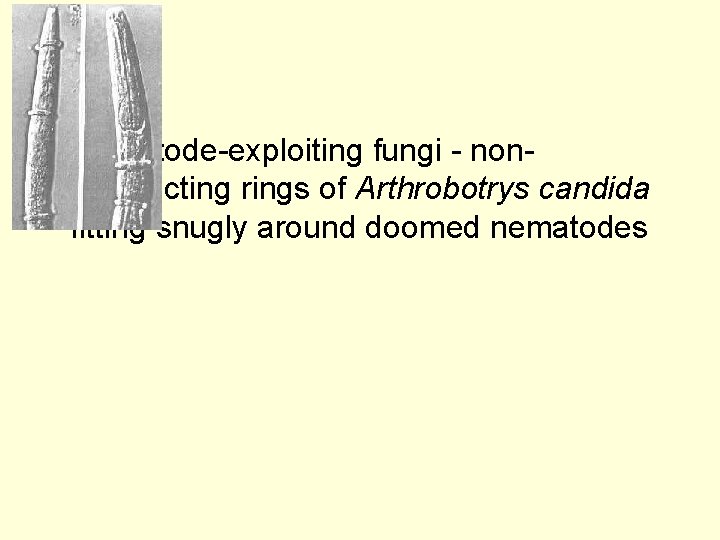  • Nematode-exploiting fungi - nonconstricting rings of Arthrobotrys candida fitting snugly around doomed