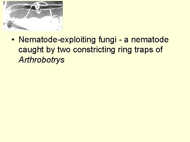  • Nematode-exploiting fungi - a nematode caught by two constricting ring traps of
