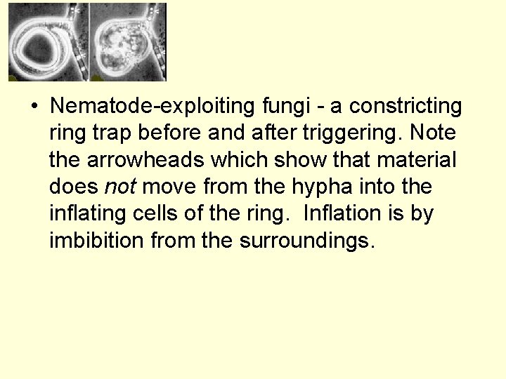  • Nematode-exploiting fungi - a constricting ring trap before and after triggering. Note