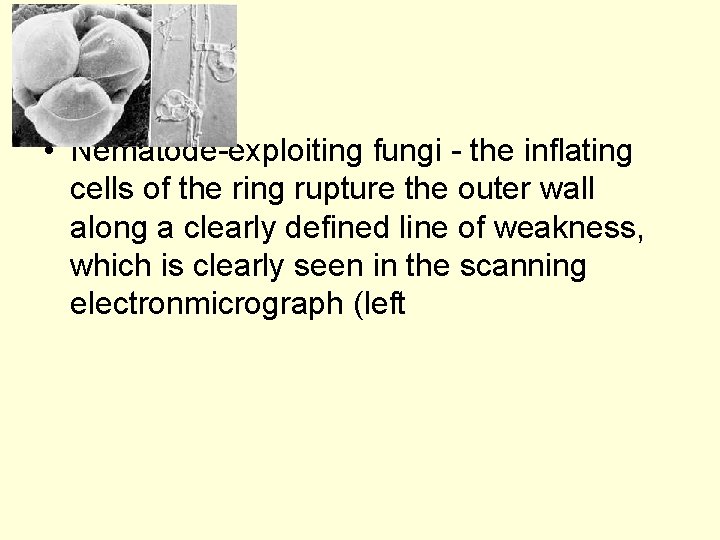  • Nematode-exploiting fungi - the inflating cells of the ring rupture the outer