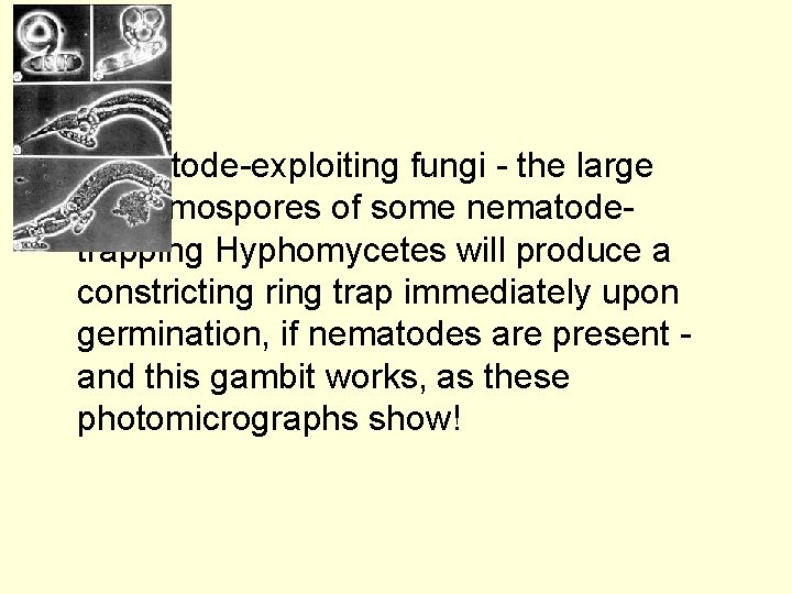  • Nematode-exploiting fungi - the large phragmospores of some nematodetrapping Hyphomycetes will produce
