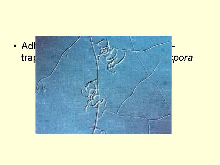  • Adhesive network of the nematodetrapping fungus Arthrobotrys oligospora 