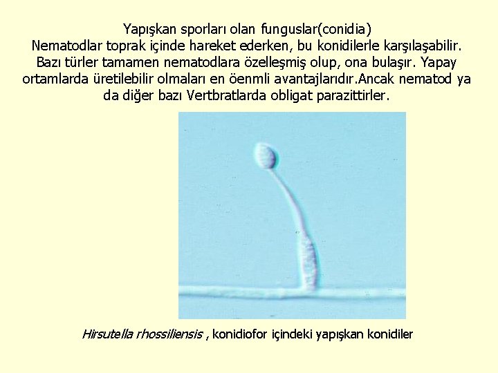 Yapışkan sporları olan funguslar(conidia) Nematodlar toprak içinde hareket ederken, bu konidilerle karşılaşabilir. Bazı türler