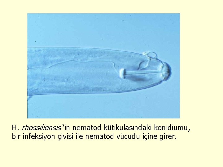 H. rhossiliensis ‘in nematod kütikulasındaki konidiumu, bir infeksiyon çivisi ile nematod vücudu içine girer.