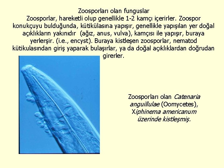 Zoosporları olan funguslar Zoosporlar, hareketli olup genellikle 1 -2 kamçı içerirler. Zoospor konukçuyu bulduğunda,