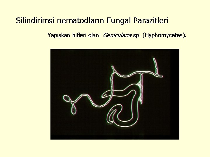 Silindirimsi nematodların Fungal Parazitleri Yapışkan hifleri olan: Genicularia sp. (Hyphomycetes). 