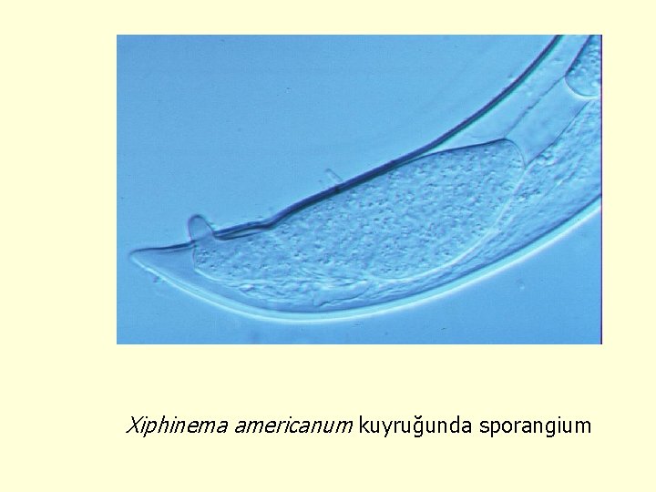 Xiphinema americanum kuyruğunda sporangium 