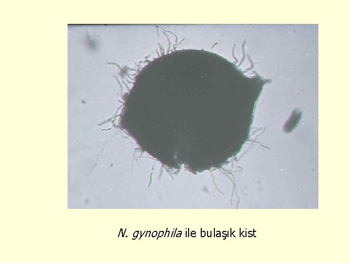 N. gynophila ile bulaşık kist 
