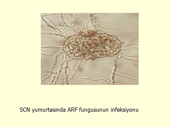 SCN yumurtasında ARF fungusunun infeksiyonu 