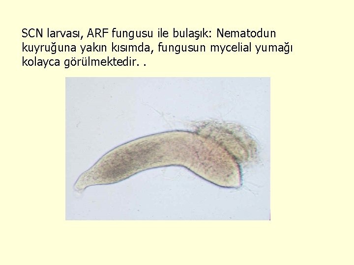 SCN larvası, ARF fungusu ile bulaşık: Nematodun kuyruğuna yakın kısımda, fungusun mycelial yumağı kolayca