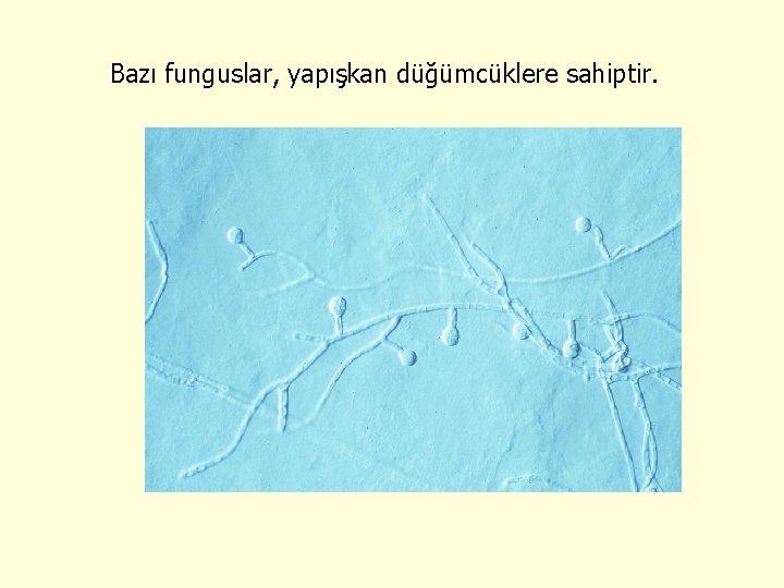 Bazı funguslar, yapışkan düğümcüklere sahiptir. 