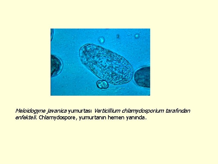 Meloidogyne javanica yumurtası Verticillium chlamydosporium tarafından enfekteli. Chlamydospore, yumurtanın hemen yanında. 