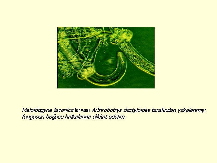 Meloidogyne javanica larvası Arthrobotrys dactyloides tarafından yakalanmış: fungusun boğucu halkalarına dikkat edelim. 