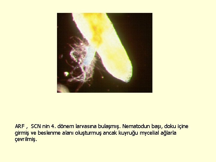 ARF , SCN nin 4. dönem larvasına bulaşmış. Nematodun başı, doku içine girmiş ve