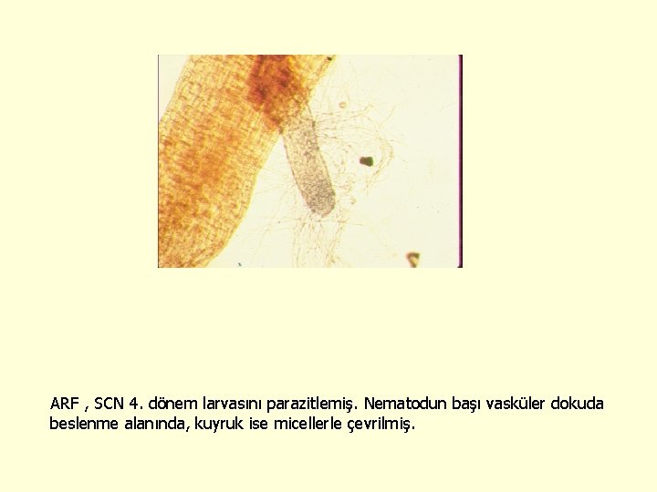 ARF , SCN 4. dönem larvasını parazitlemiş. Nematodun başı vasküler dokuda beslenme alanında, kuyruk