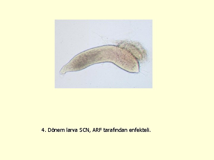 4. Dönem larva SCN, ARF tarafından enfekteli. 