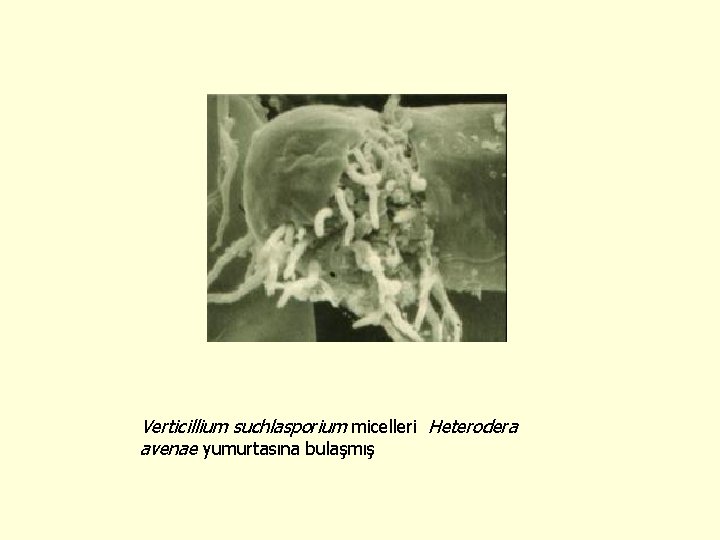 Verticillium suchlasporium micelleri Heterodera avenae yumurtasına bulaşmış 