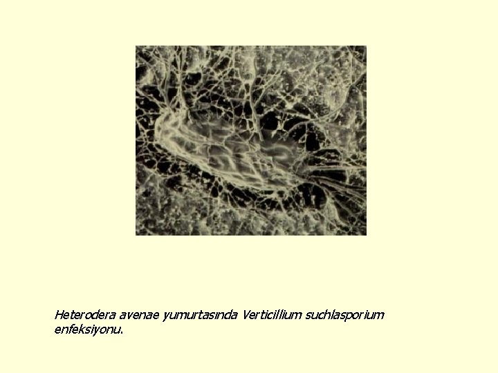 Heterodera avenae yumurtasında Verticillium suchlasporium enfeksiyonu. 