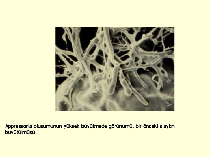 Appressoria oluşumunun yüksek büyütmede görünümü, bir önceki slaytın büyütülmüşü 