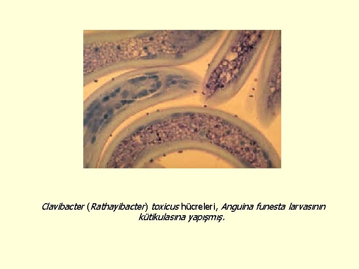 Clavibacter (Rathayibacter) toxicus hücreleri, Anguina funesta larvasının kütikulasına yapışmış. 
