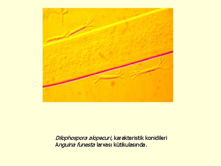 Dilophospora alopecuri, karakteristik konidileri Anguina funesta larvası kütikulasında. 