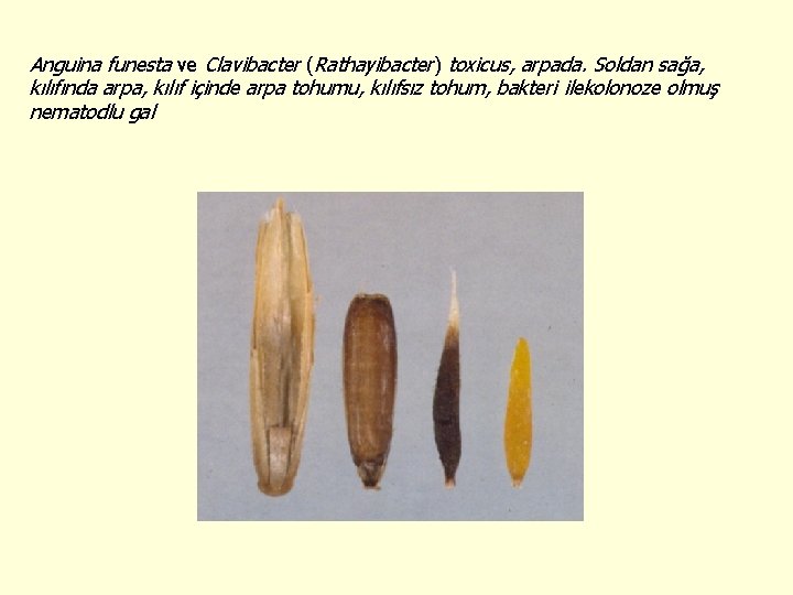 Anguina funesta ve Clavibacter (Rathayibacter) toxicus, arpada. Soldan sağa, kılıfında arpa, kılıf içinde arpa