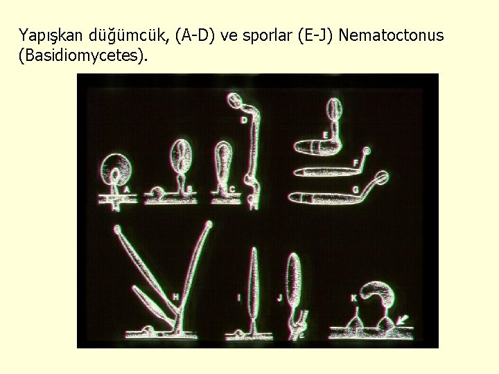 Yapışkan düğümcük, (A-D) ve sporlar (E-J) Nematoctonus (Basidiomycetes). 