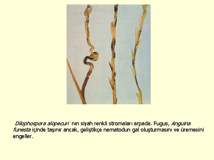 Dilophospora alopecuri nın siyah renkli stromaları arpada. Fugus, Anguina funesta içinde taşınır ancak, geliştikçe