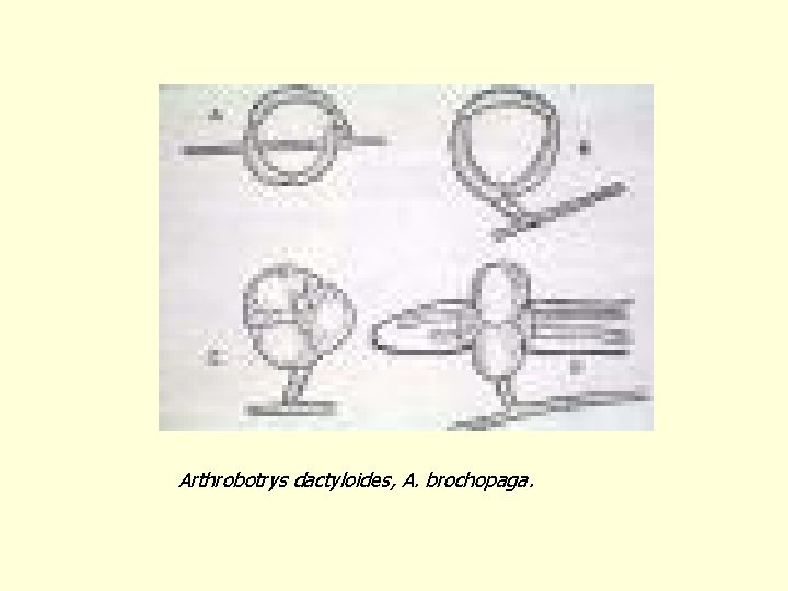 Arthrobotrys dactyloides, A. brochopaga. 