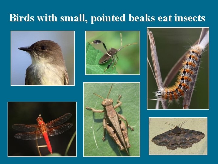 Birds with small, pointed beaks eat insects 