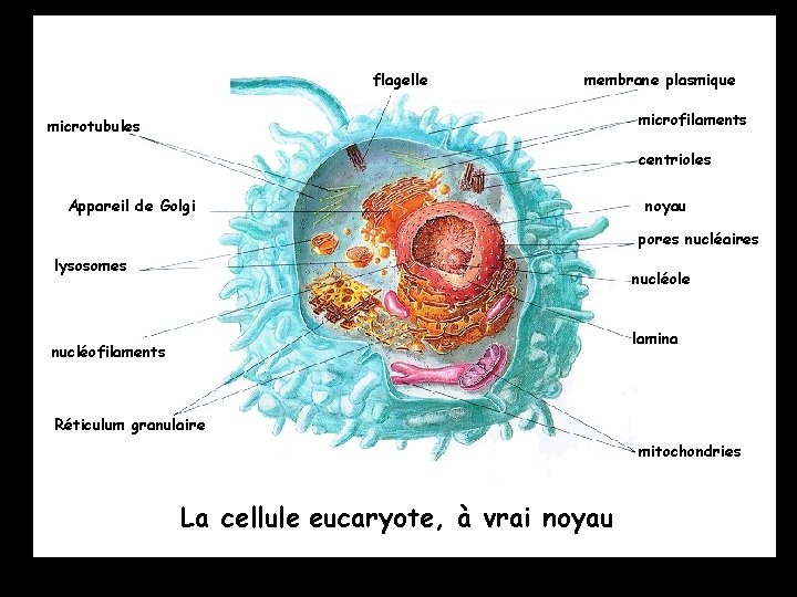 flagelle membrane plasmique microfilaments microtubules centrioles Appareil de Golgi noyau pores nucléaires lysosomes nucléole
