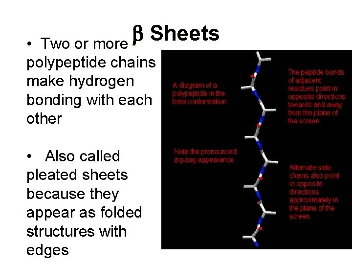 b Sheets Two or more • polypeptide chains make hydrogen bonding with each other