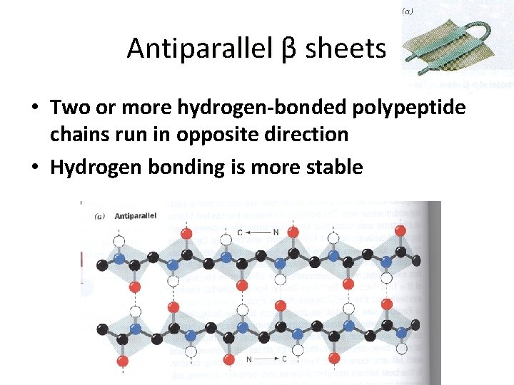 Antiparallel β sheets • Two or more hydrogen-bonded polypeptide chains run in opposite direction