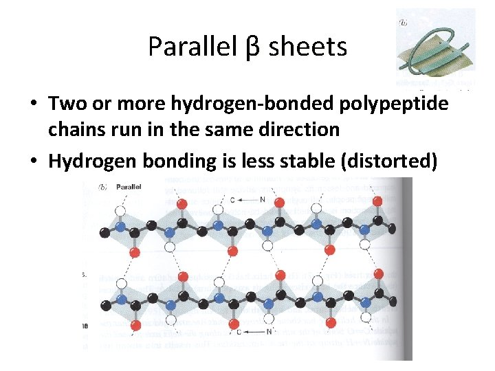 Parallel β sheets • Two or more hydrogen-bonded polypeptide chains run in the same