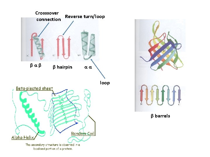 Crosssover Reverse turn/loop connection βαβ β hairpin αα loop β barrels 