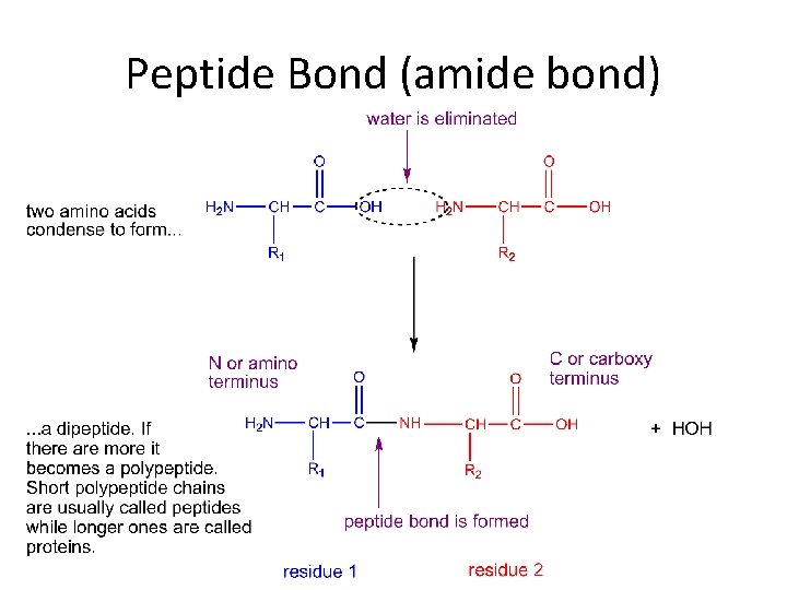 Peptide Bond (amide bond) 