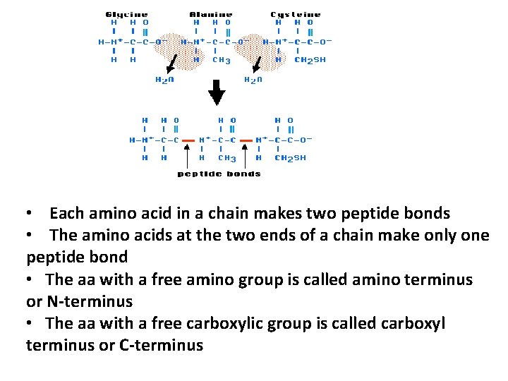 • Each amino acid in a chain makes two peptide bonds • The