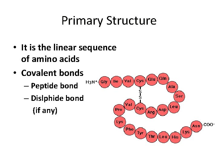 Primary Structure • It is the linear sequence of amino acids • Covalent bonds