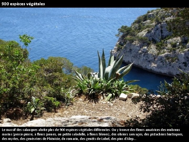900 espèces végétales Le massif des calanques abrite plus de 900 espèces végétales différentes.