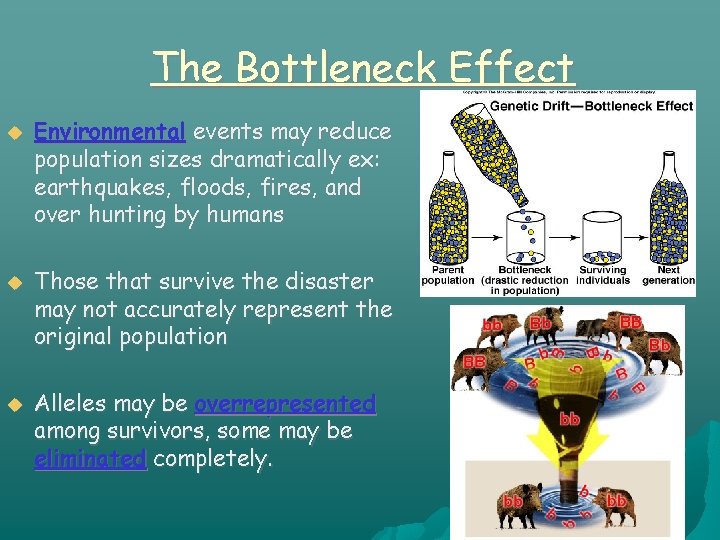 The Bottleneck Effect Environmental events may reduce population sizes dramatically ex: earthquakes, floods, fires,