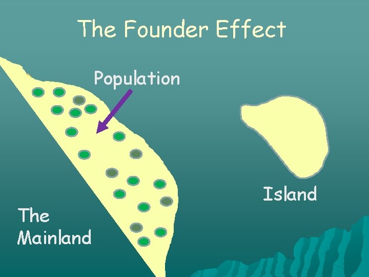 The Founder Effect The Mainland Population Island 