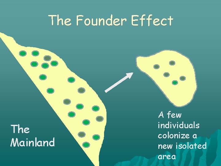 The Founder Effect The Mainland A few individuals colonize a new isolated area 