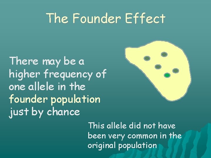 The Founder Effect There may be a higher frequency of one allele in the